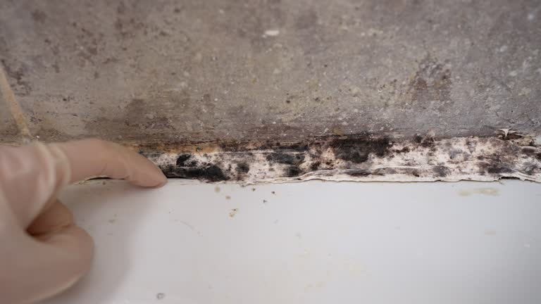 Best Crawl Space Mold Remediation  in USA